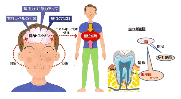 よく噛んで食べると？