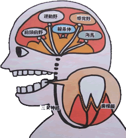 自前の歯は鋭敏な感覚センサー